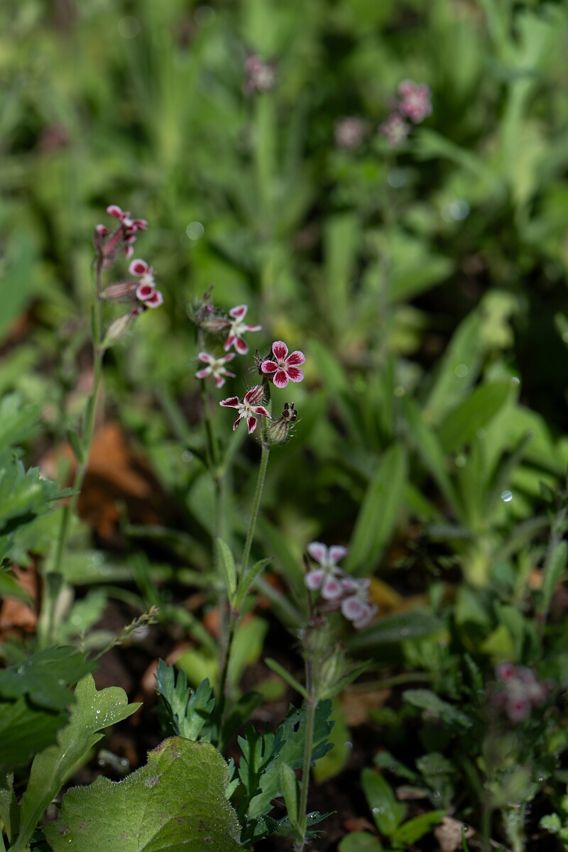 David Plant Photography - Wildlife Photography - Small-flowered catchfly - G.jpg - Small-flowered catchfly var. quinquevulnera - Cambridgeshire