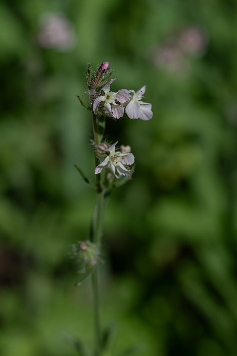 David Plant Photography - Wildlife Photography - Small-flowered catchfly - H.jpg - Small-flowered catchfly - Cambridgeshire