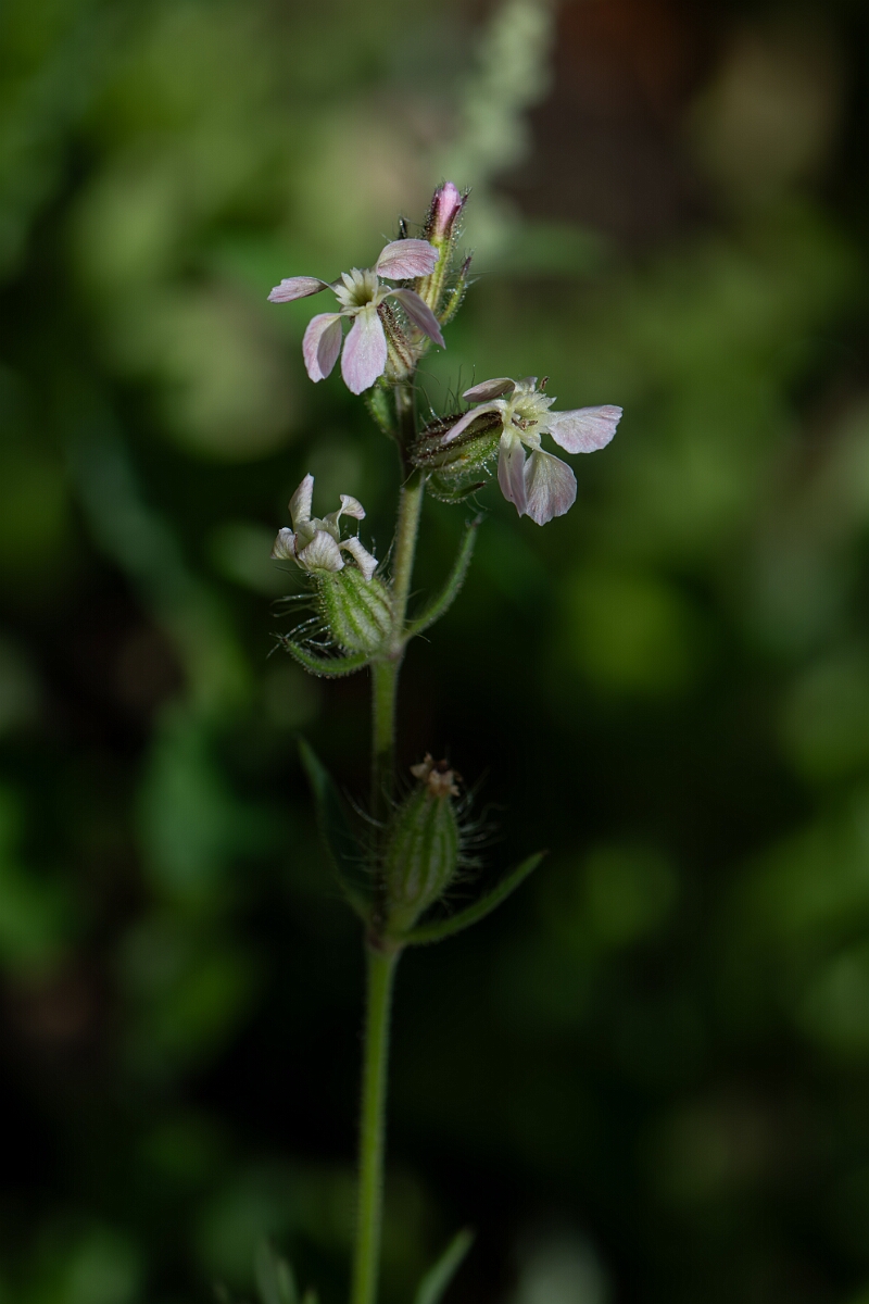 David Plant Photography - Wildlife Photography - Small-flowered catchfly - I.jpg - Small-flowered catchfly - Cambridgeshire