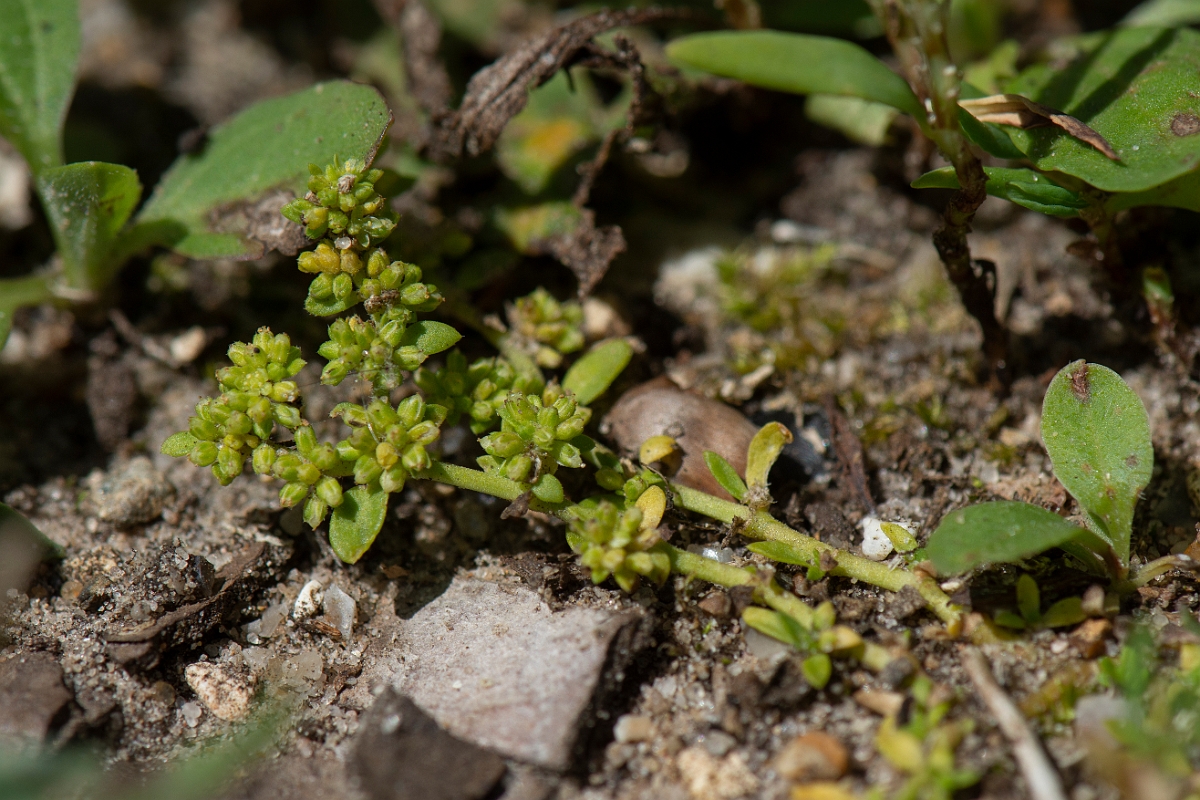 David Plant Photography - Wildlife Photography - Smooth rupturewort - A.JPG - Smooth rupturewort - Norfolk