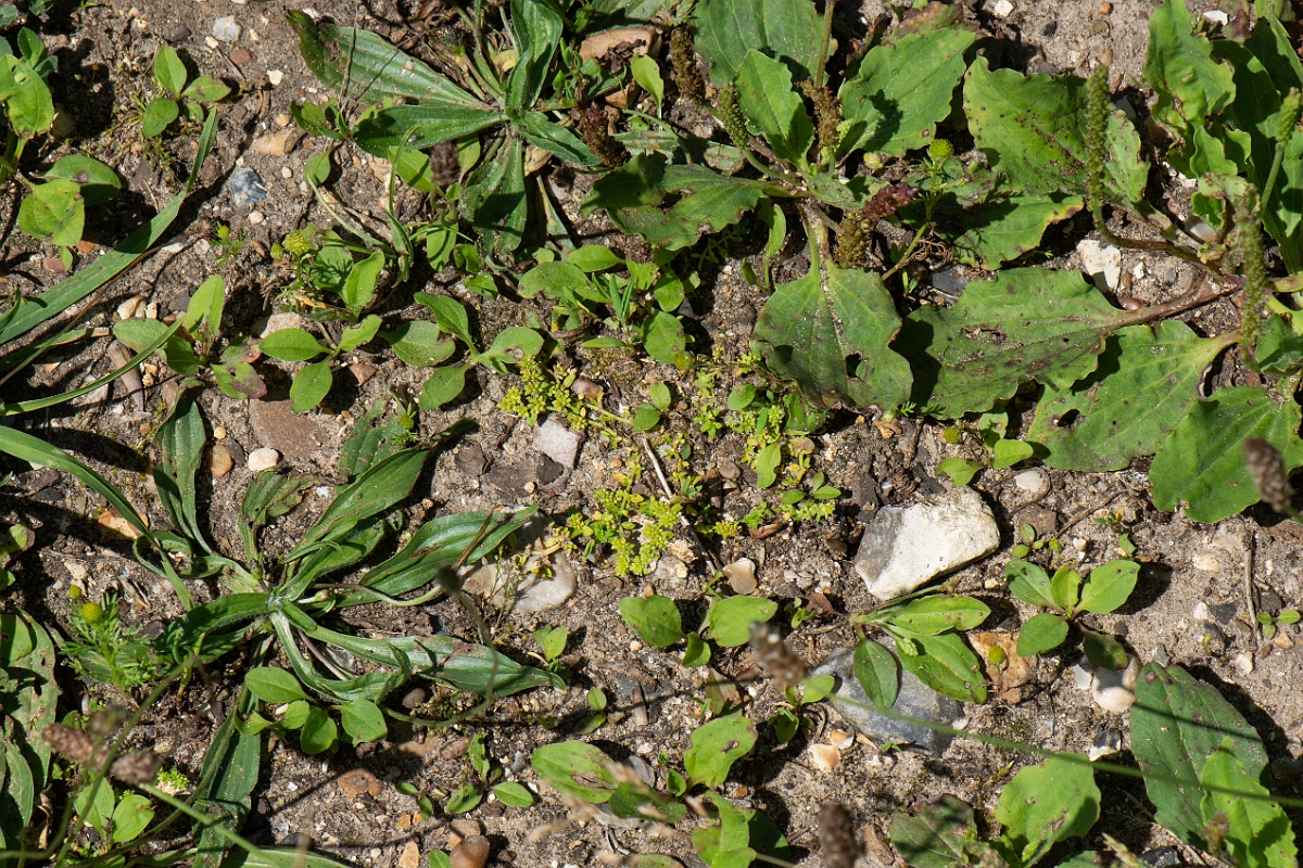 David Plant Photography - Wildlife Photography - Smooth rupturewort - D.JPG - Smooth rupturewort - Norfolk