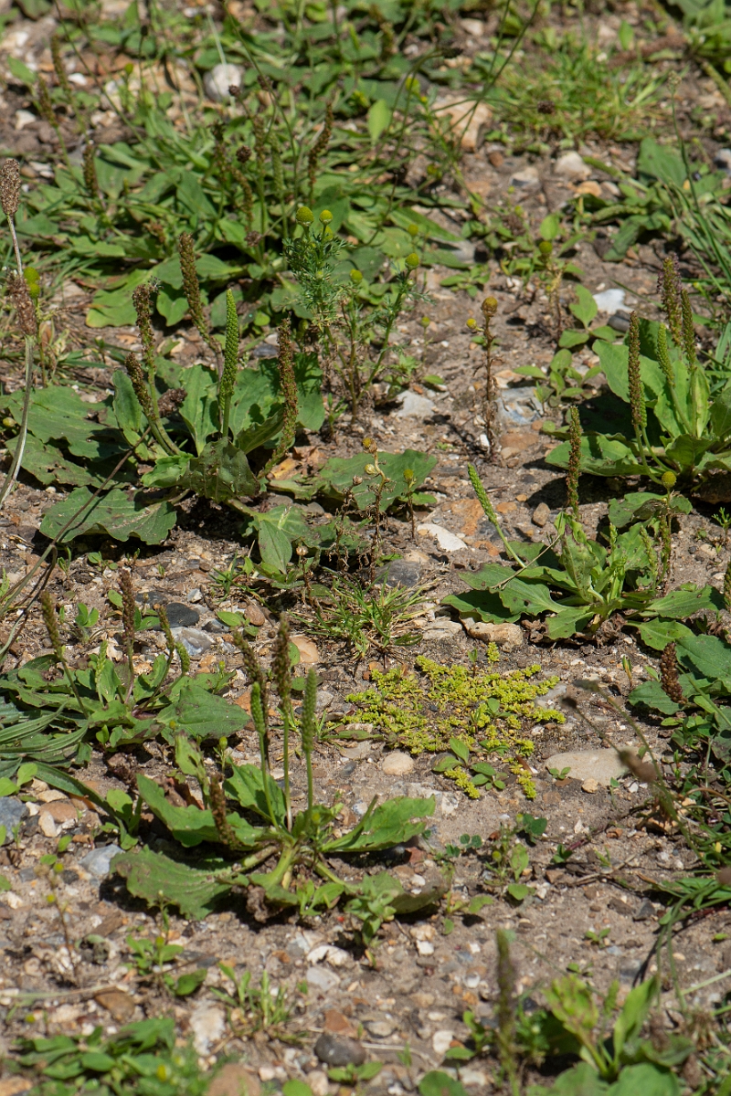 David Plant Photography - Wildlife Photography - Smooth rupturewort - E.JPG - Smooth rupturewort - Norfolk