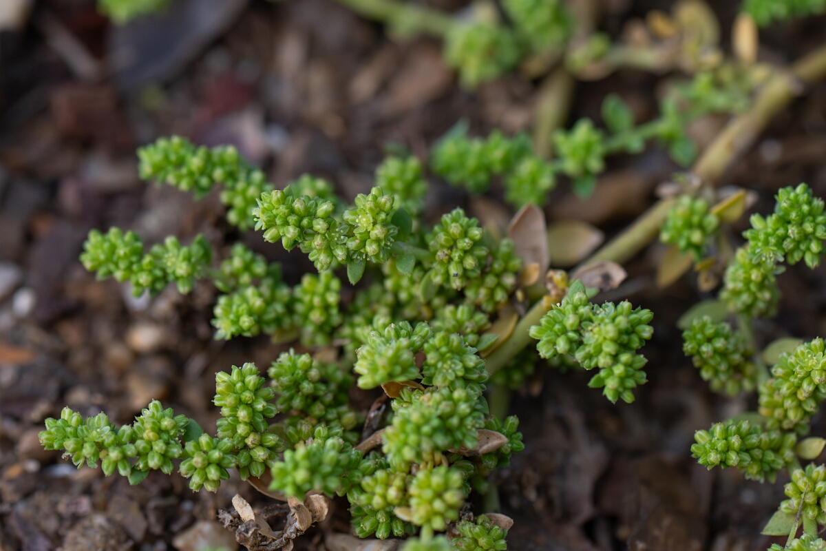 David Plant Photography - Wildlife Photography - Smooth rupturewort - H.jpg - Smooth rupturewort - Norfolk