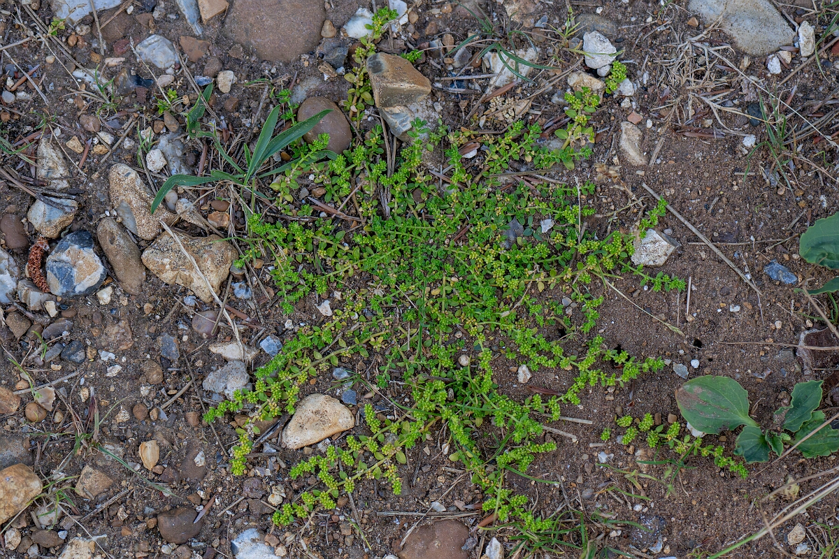 David Plant Photography - Wildlife Photography - Smooth rupturewort - I.jpg - Smooth rupturewort, plant - Norfolk