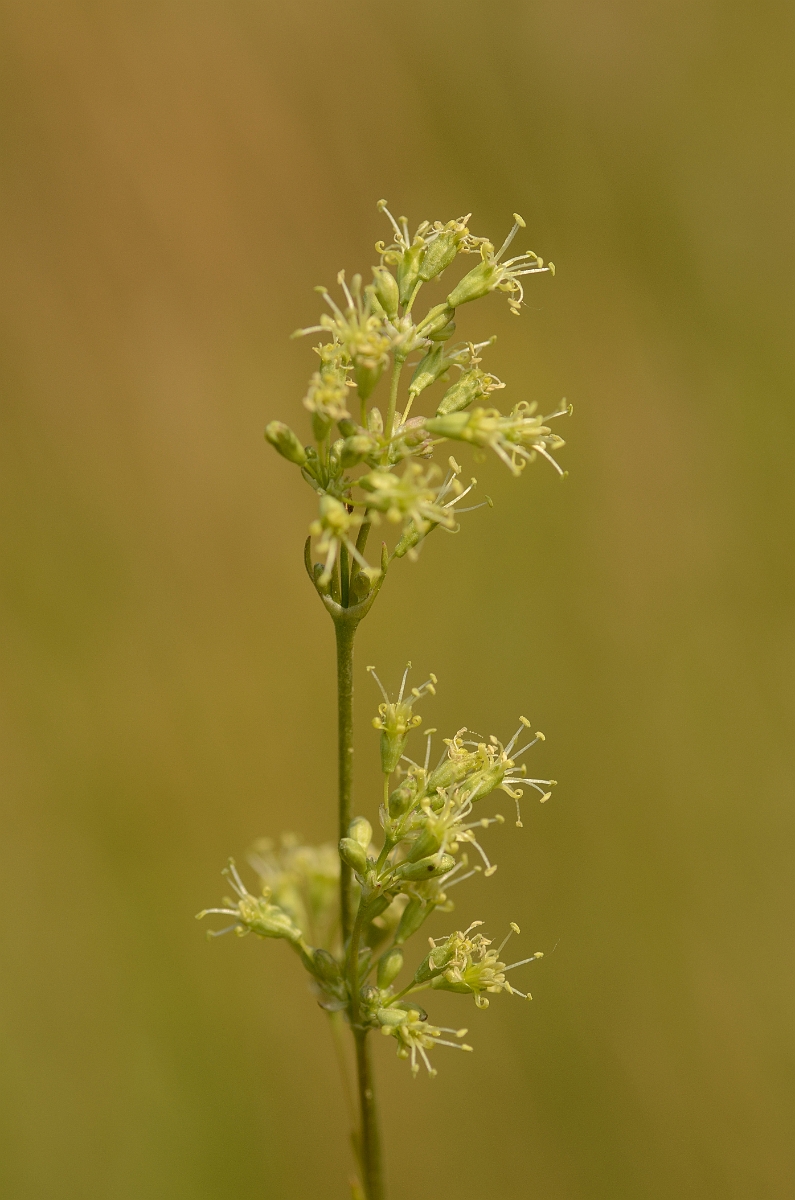 David Plant Photography - Wildlife Photography - Spanish catchfly - A.jpg - Spanish catchfly flowers - Norfolk