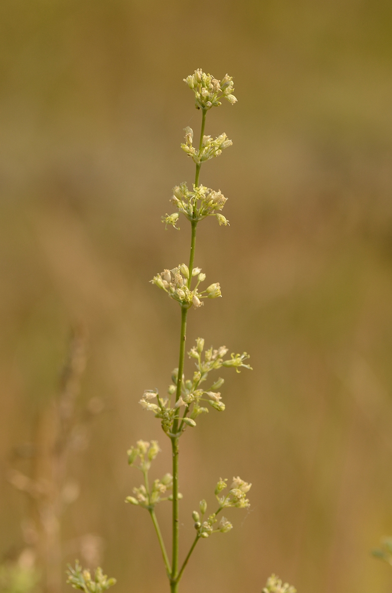 David Plant Photography - Wildlife Photography - Spanish catchfly - B.jpg - Spanish catchfly spikes - Norfolk