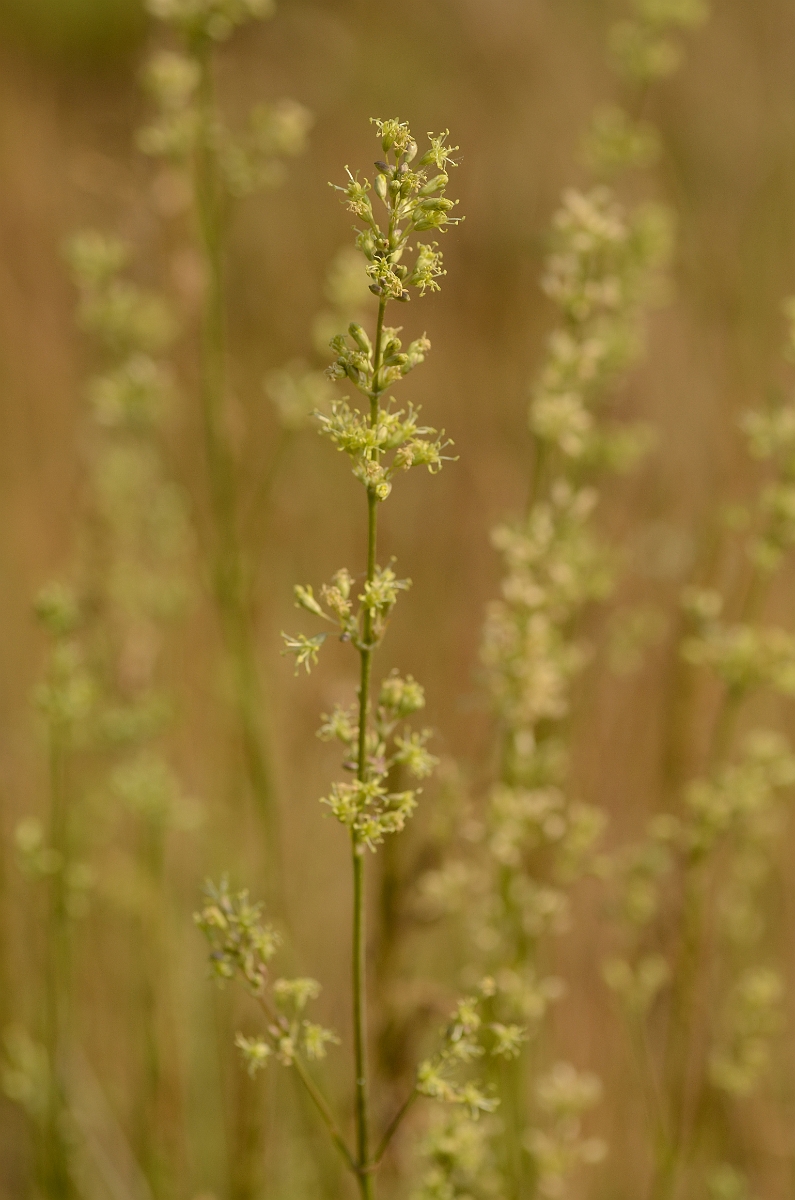David Plant Photography - Wildlife Photography - Spanish catchfly - C.jpg - Spanish catchfly plants - Norfolk