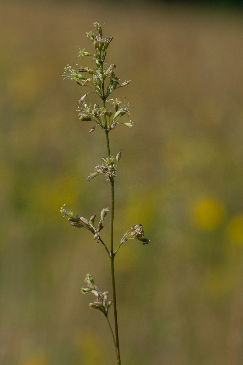 David Plant Photography - Wildlife Photography - Spanish catchfly - F.JPG - Spanish catchfly, male - Norfolk