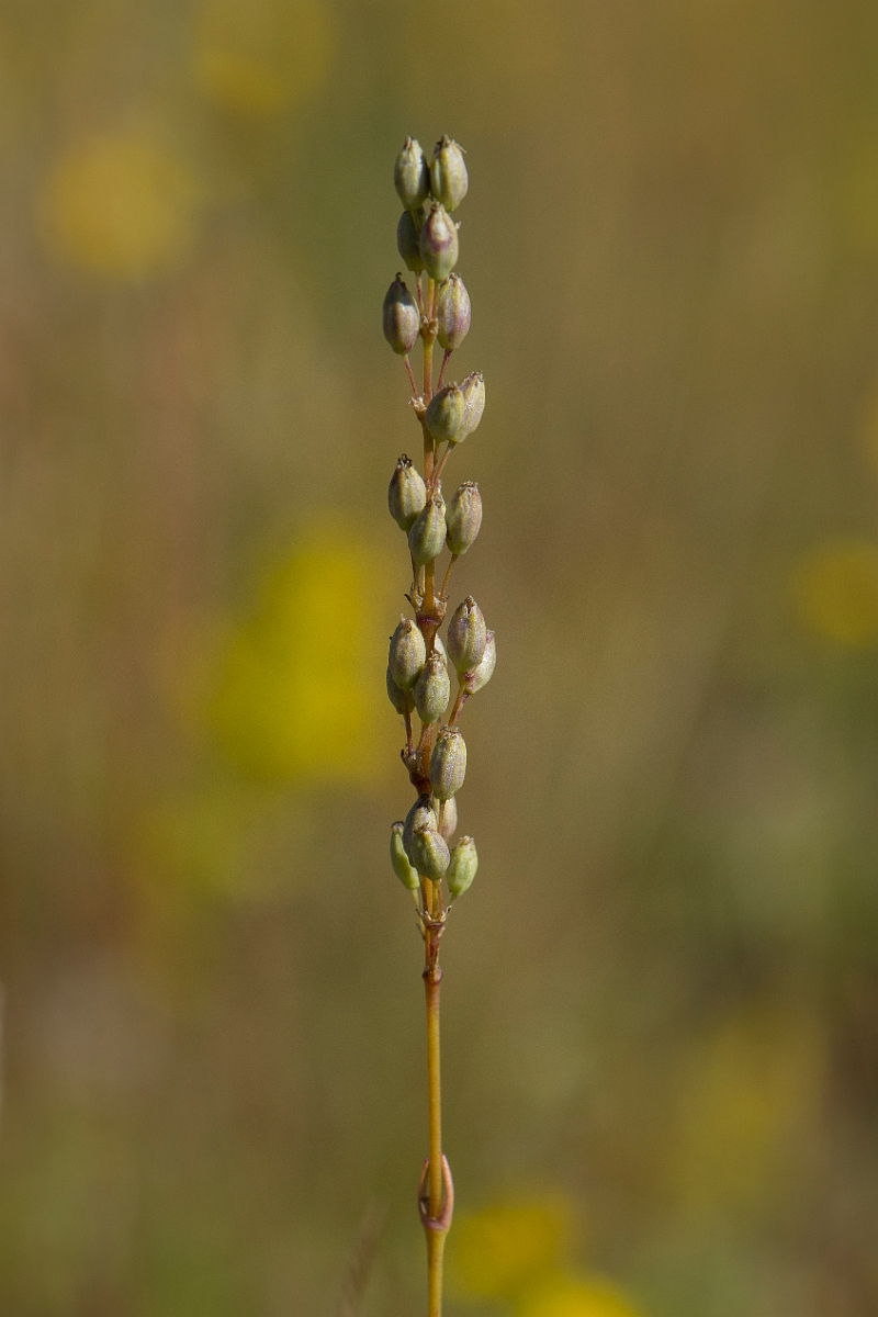 David Plant Photography - Wildlife Photography - Spanish catchfly - G.JPG - Spanish catchfly, female - Norfolk