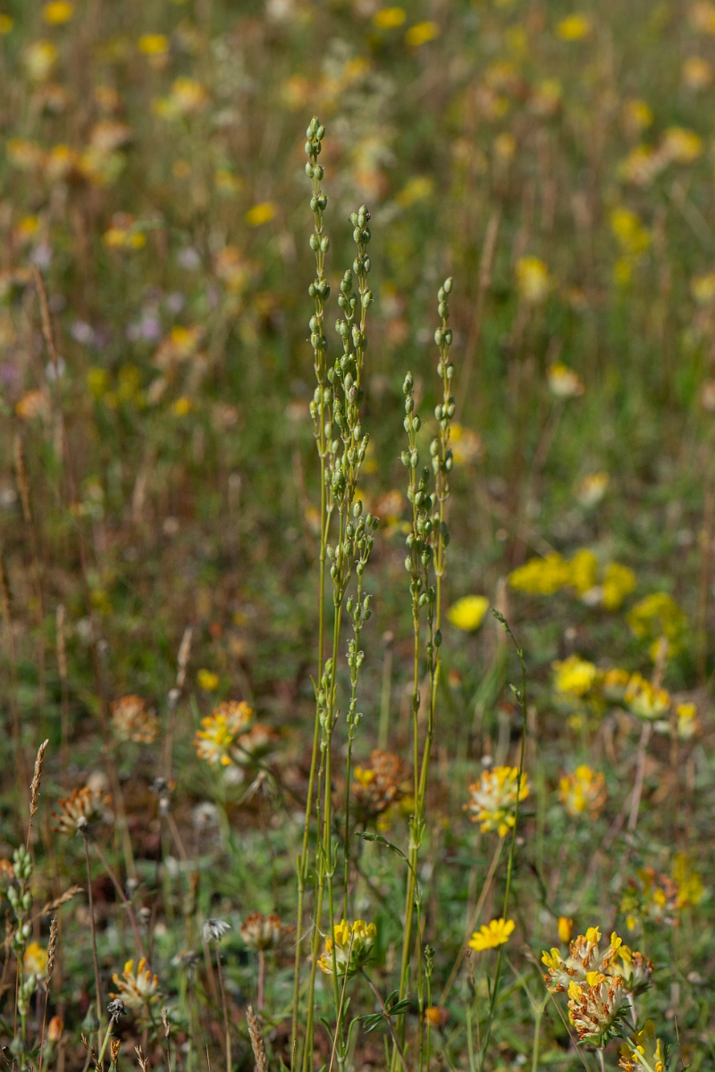 David Plant Photography - Wildlife Photography - Spanish catchfly - H.JPG - Spanish catchfly, female - Norfolk