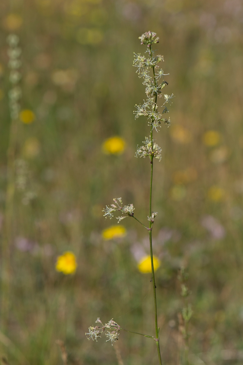 David Plant Photography - Wildlife Photography - Spanish catchfly - I.JPG - Spanish catchfly, male - Norfolk