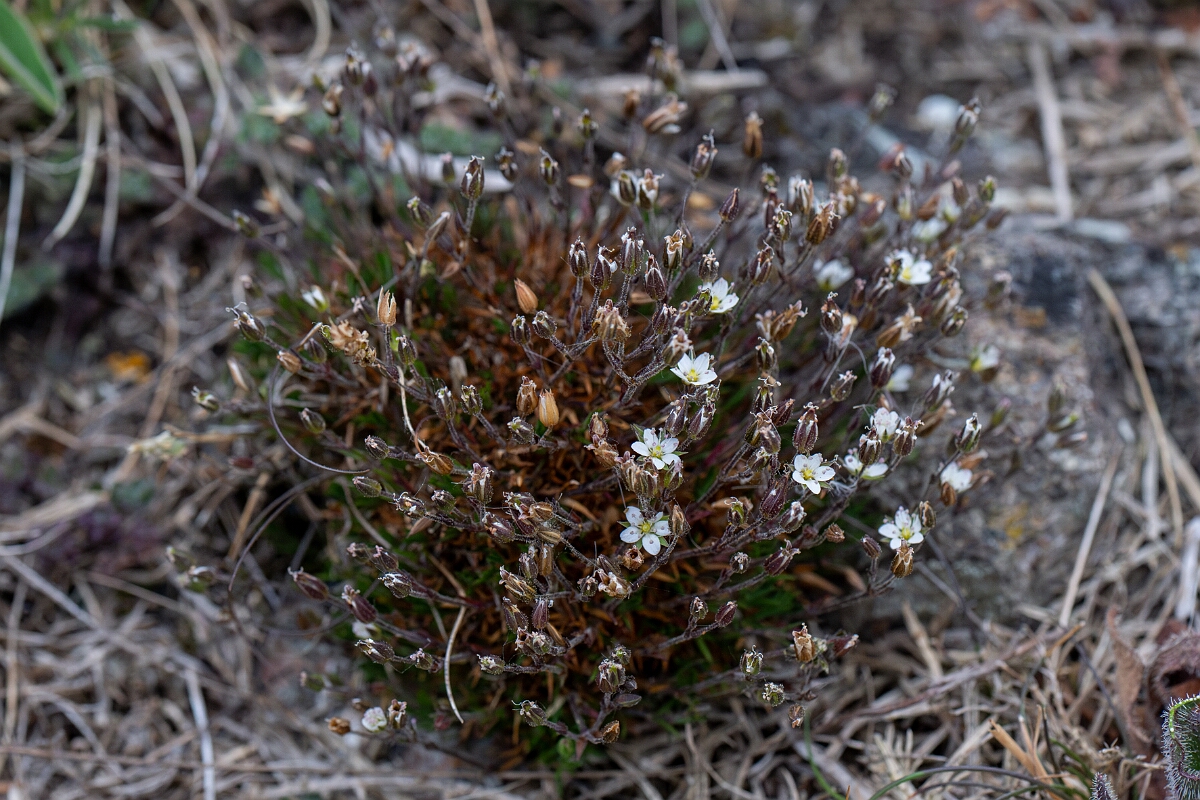David Plant Photography - Wildlife Photography - Spring sandwort - B.jpg - Spring sandwort - Cornwall