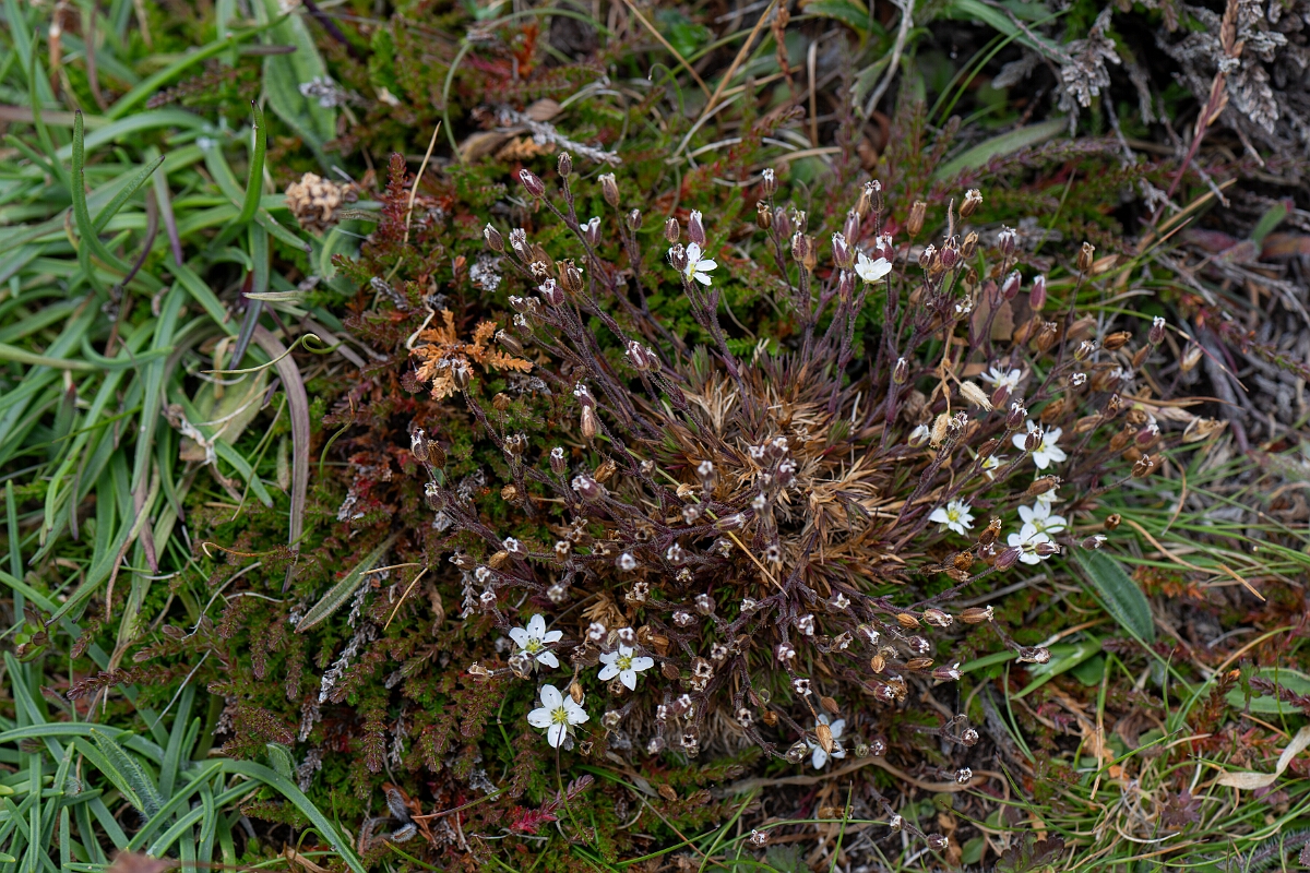 David Plant Photography - Wildlife Photography - Spring sandwort - C.jpg - Spring sandwort - Cornwall