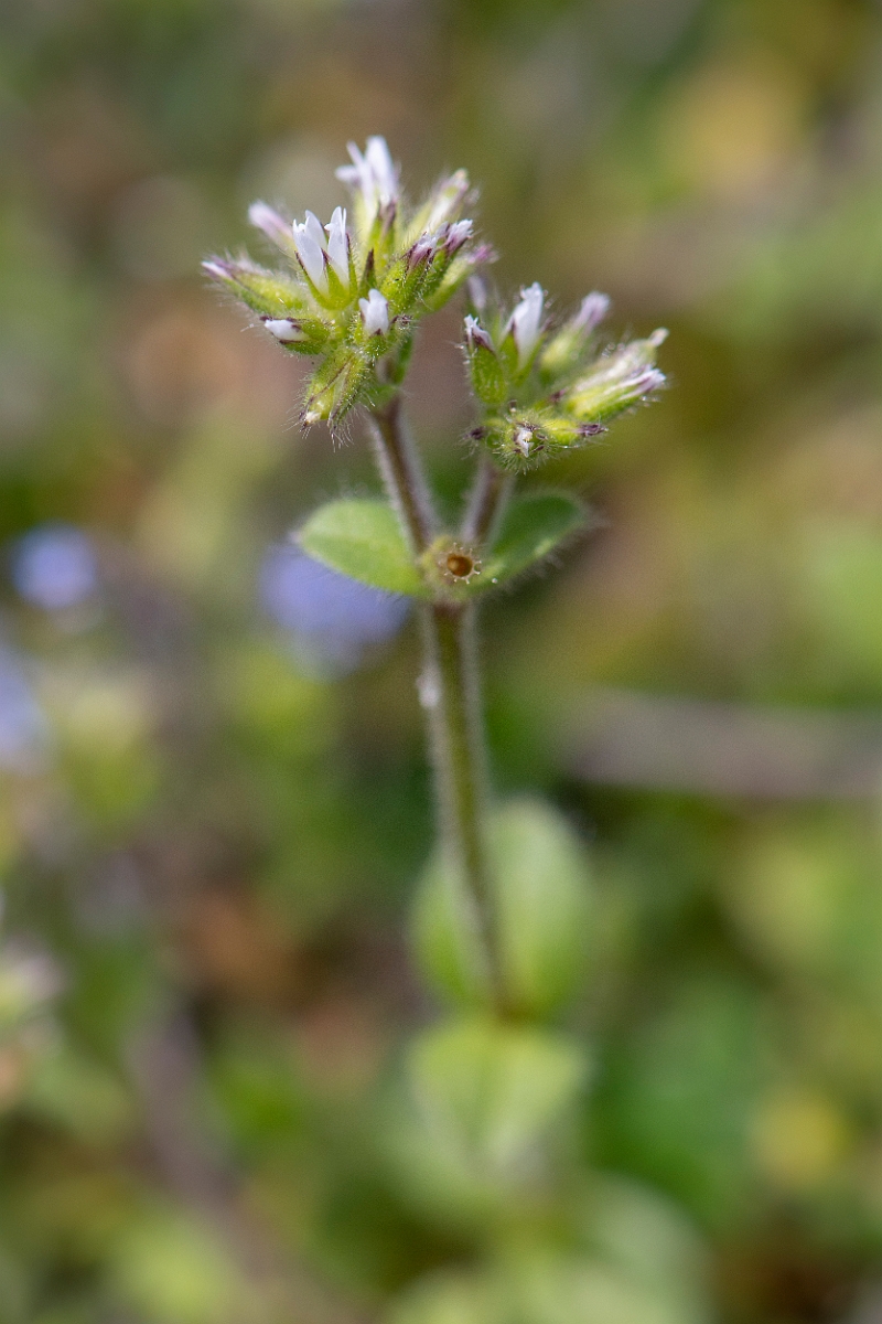 David Plant Photography - Wildlife Photography - Sticky mouse-ear - A.JPG - Sticky mouse-ear - Norfolk