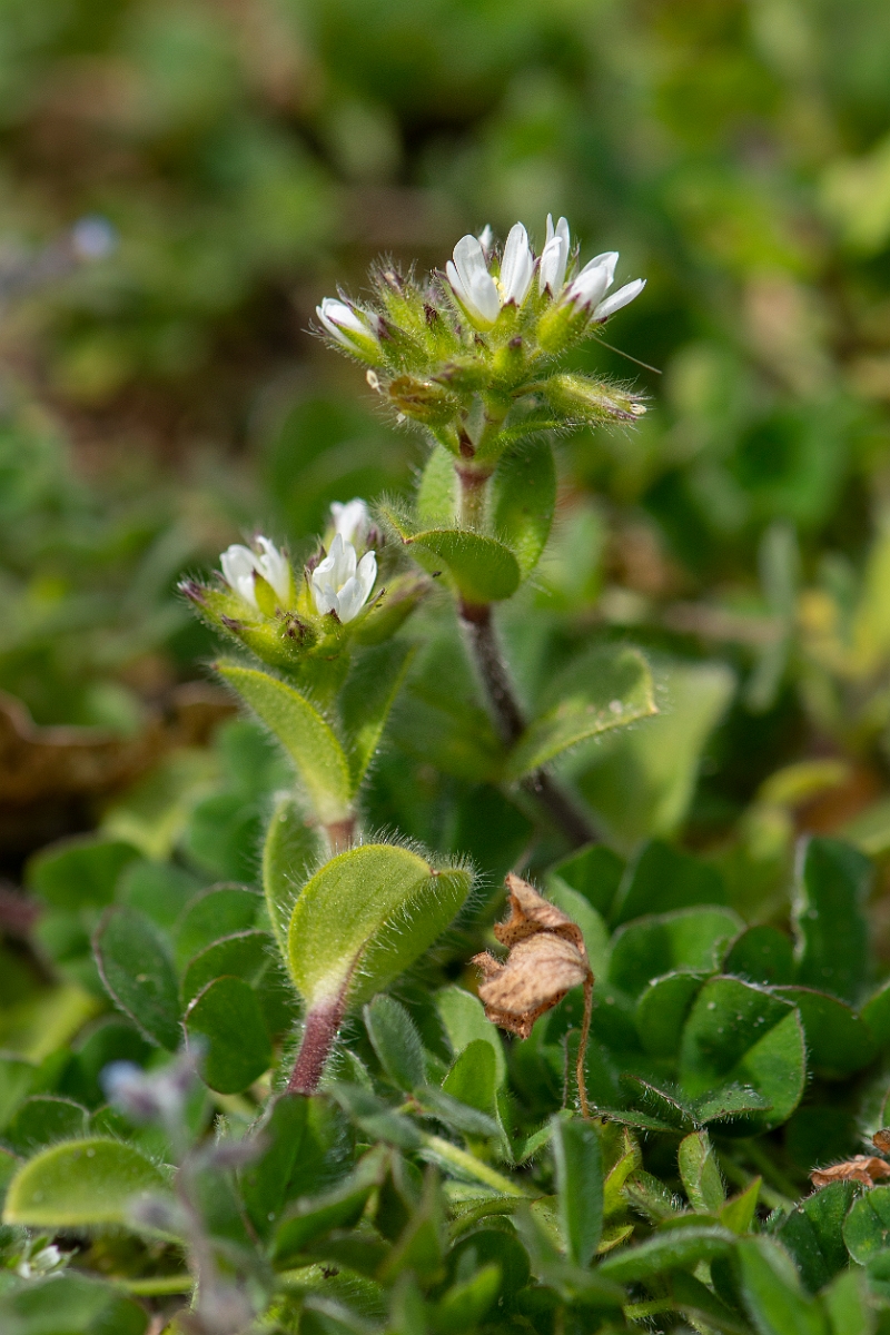 David Plant Photography - Wildlife Photography - Sticky mouse-ear - B.JPG - Sticky mouse-ear - Norfolk