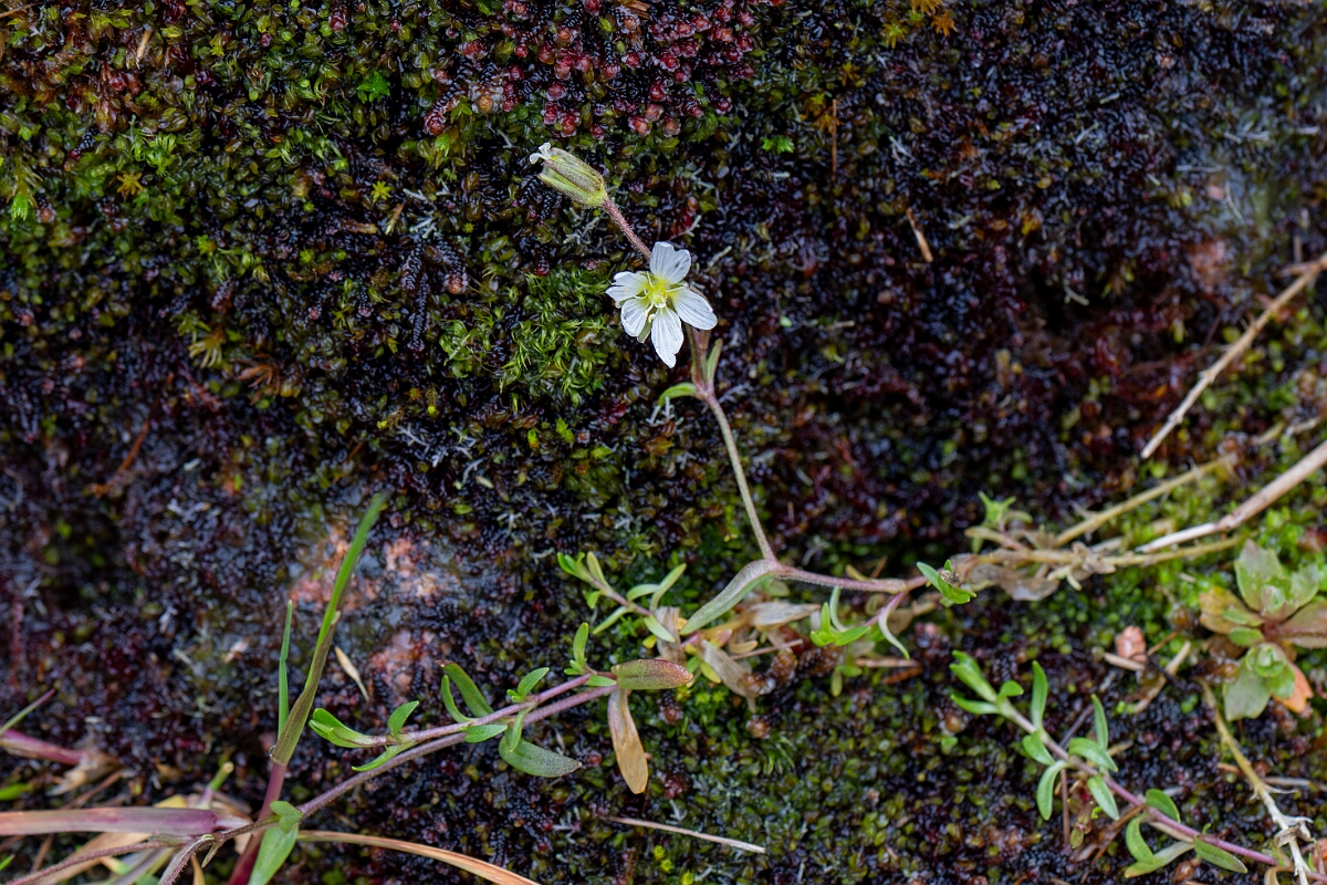 David Plant Photography - Wildlife Photography - Strapwort mouse-ear - A.jpg - Strapwort mouse-ear - Cairngorms