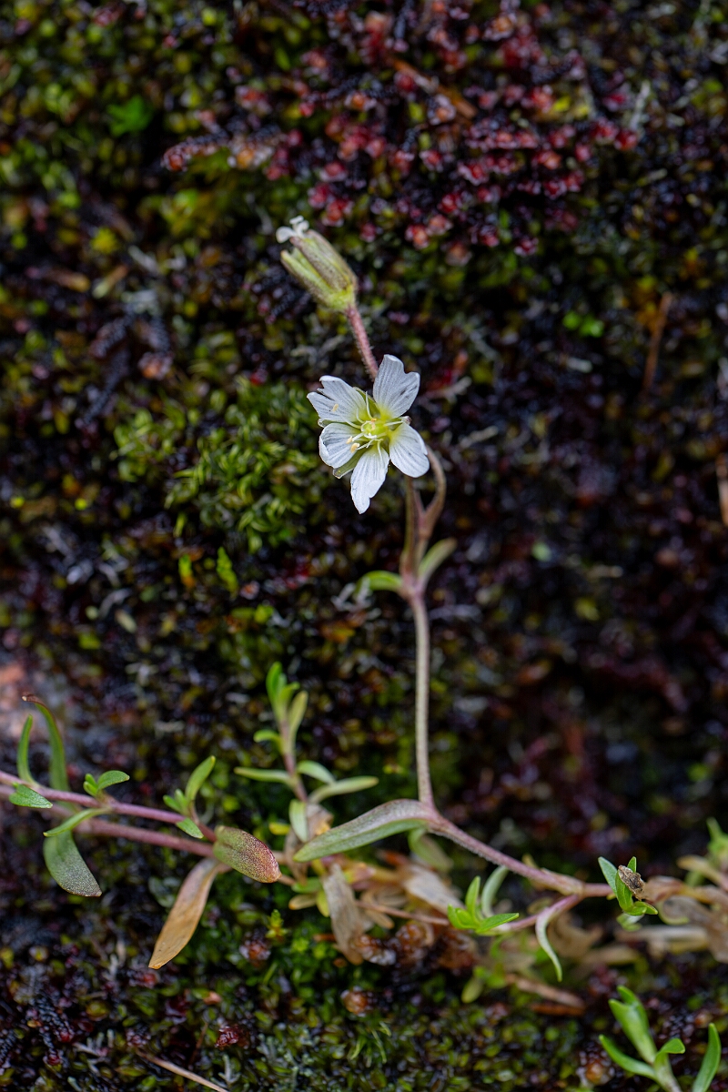 David Plant Photography - Wildlife Photography - Strapwort mouse-ear - B.jpg - Strapwort mouse-ear - Cairngorms