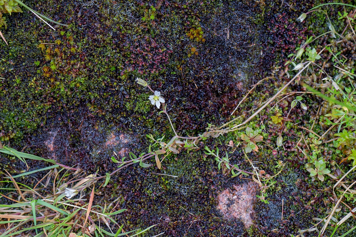 David Plant Photography - Wildlife Photography - Strapwort mouse-ear - C.jpg - Strapwort mouse-ear - Cairngorms
