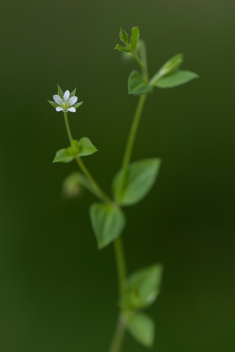 David Plant Photography - Wildlife Photography - Three-nerved sandwort - A.JPG - Three-nerved sandwort - Norfolk