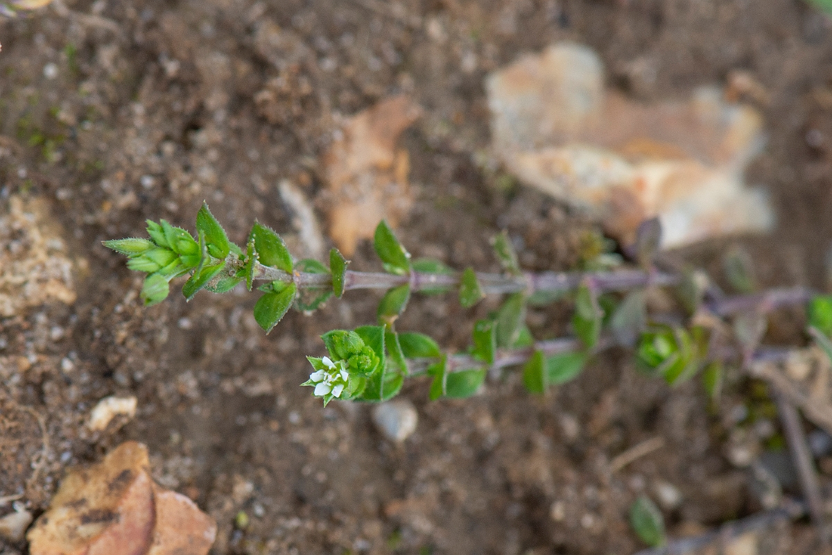 David Plant Photography - Wildlife Photography - Thyme-leaved sandwort - A.JPG - Thyme-leaved sandwort - Suffolk