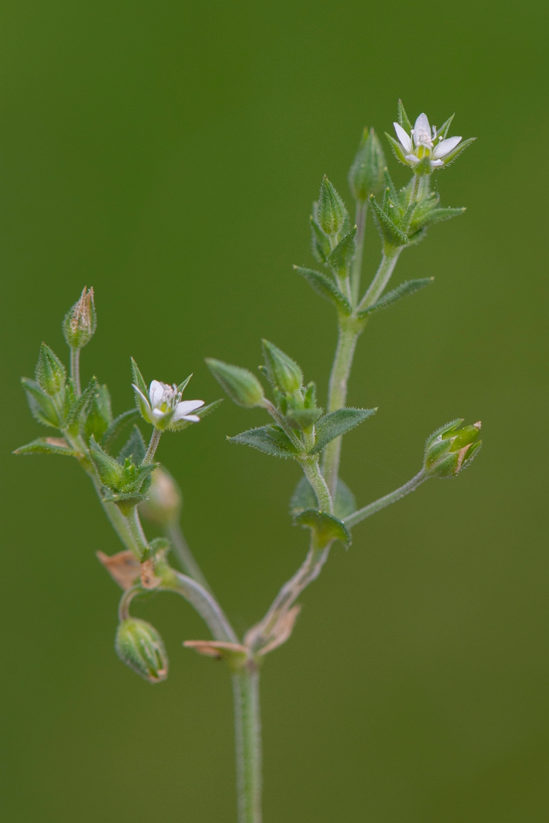 David Plant Photography - Wildlife Photography - Thyme-leaved sandwort - B.JPG - Thyme-leaved sandwort - Suffolk