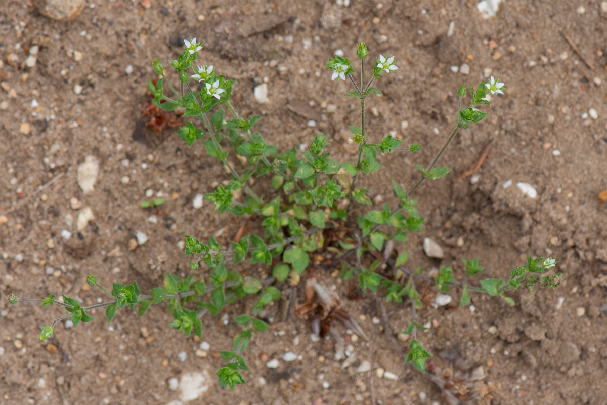 David Plant Photography - Wildlife Photography - Thyme-leaved sandwort - C.JPG - Thyme-leaved sandwort - Suffolk