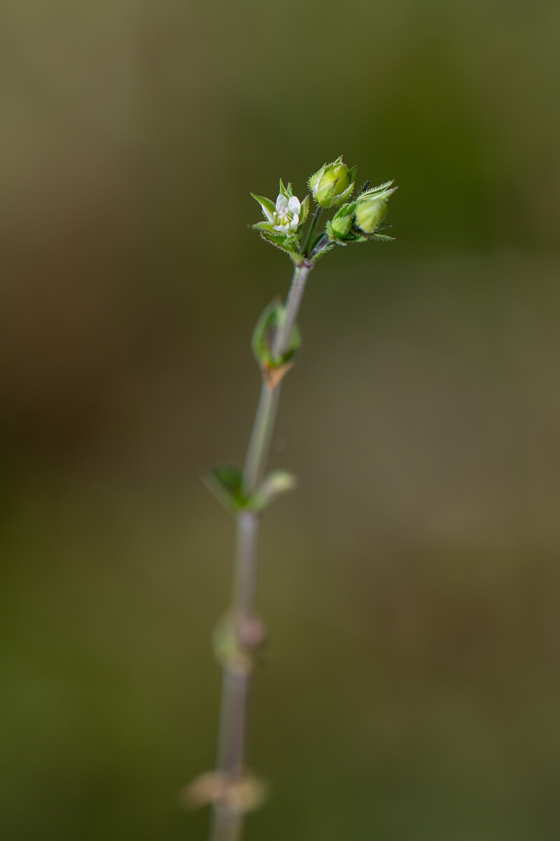 David Plant Photography - Wildlife Photography - Thyme-leaved sandwort - F.jpg - Thyme-leaved sandwort - Cambridgeshire