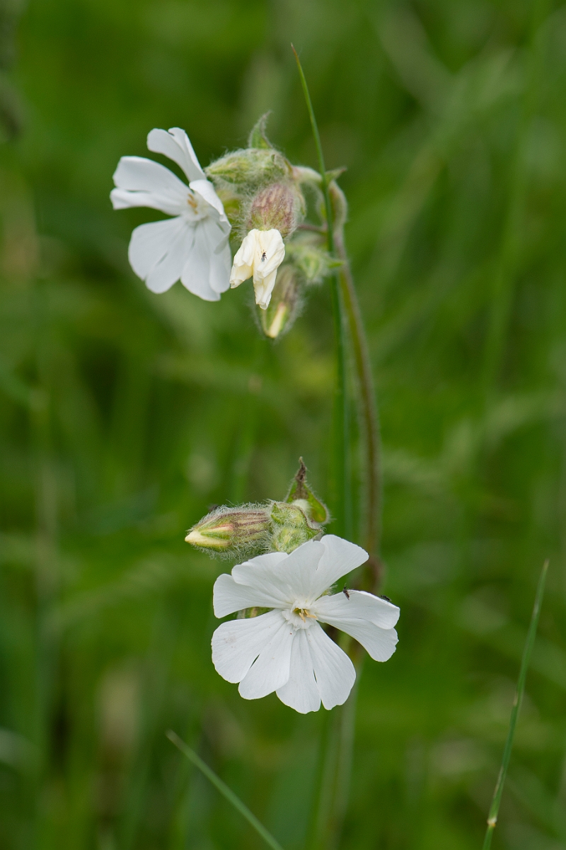 David Plant Photography - Wildlife Photography - White campion - C.JPG - White campion - Suffolk