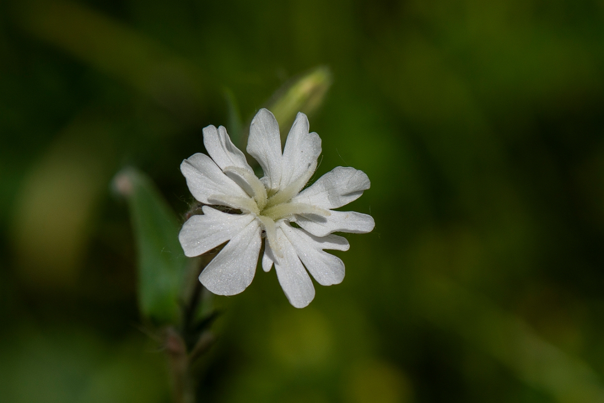 David Plant Photography - Wildlife Photography - White campion - D.JPG - White campion - Oxfordshire
