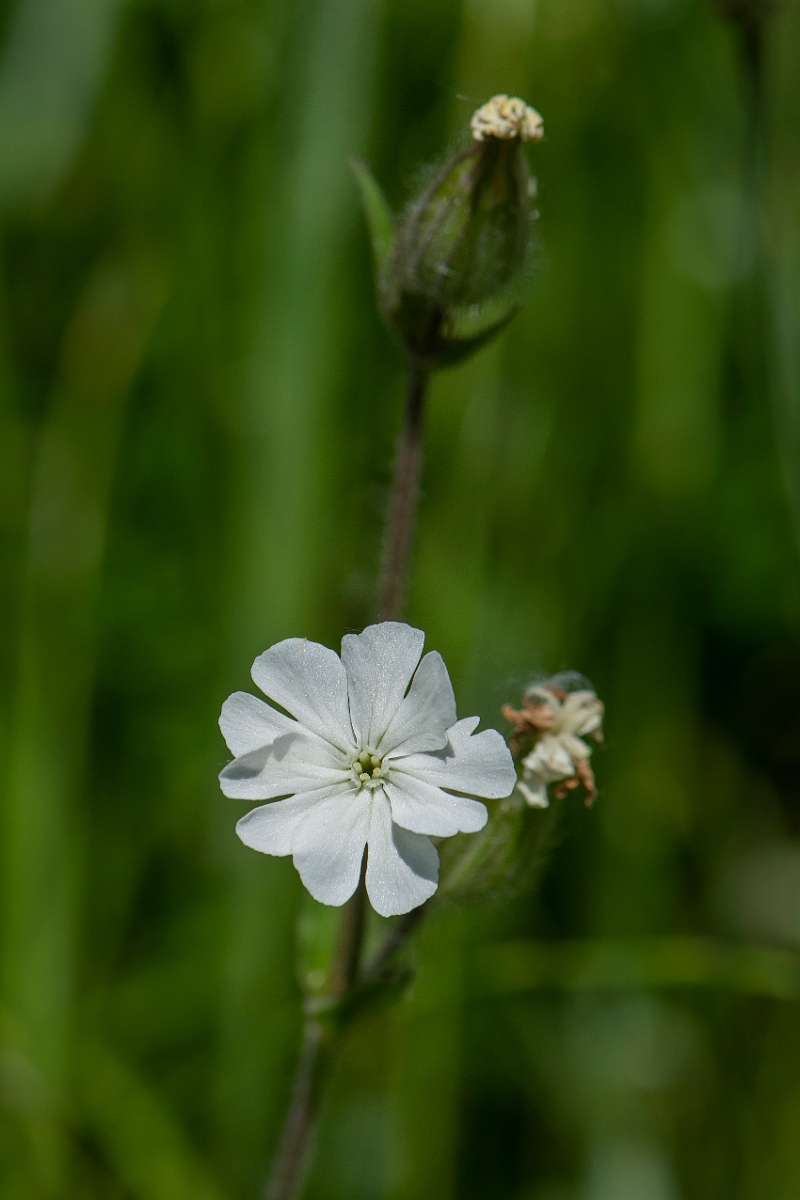 David Plant Photography - Wildlife Photography - White campion - E.JPG - White campion - Oxfordshire