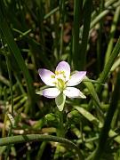 David Plant Photography - Wildlife Photographer - Greater sea-spurrey - A