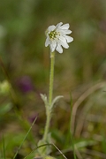 David Plant Photography - Wildlife Photography - Alpine mouse-ear - A