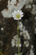 David Plant Photography - Wildlife Photography - Alpine mouse-ear - B