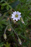 David Plant Photography - Wildlife Photography - Alpine mouse-ear - D