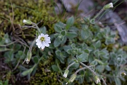 David Plant Photography - Wildlife Photography - Alpine mouse-ear - E