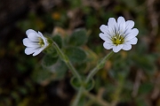 David Plant Photography - Wildlife Photography - Alpine mouse-ear - F