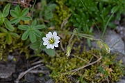 David Plant Photography - Wildlife Photography - Alpine mouse-ear - G