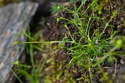 David Plant Photography - Wildlife Photography - Alpine pearlwort - B