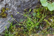 David Plant Photography - Wildlife Photography - Alpine pearlwort - C