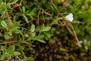 David Plant Photography - Wildlife Photography - Arctic mouse-ear - A