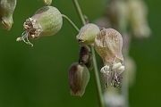 David Plant Photography - Wildlife Photography - Bladder campion - A