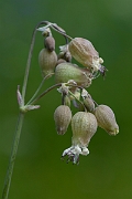 David Plant Photography - Wildlife Photography - Bladder campion - B