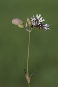 David Plant Photography - Wildlife Photography - Bladder campion - D