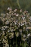 David Plant Photography - Wildlife Photography - Bladder campion - E