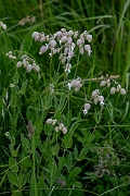 David Plant Photography - Wildlife Photography - Bladder campion - F