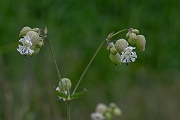 David Plant Photography - Wildlife Photography - Bladder campion - H