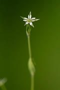 David Plant Photography - Wildlife Photography - Bog stitchwort - A