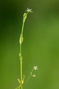 David Plant Photography - Wildlife Photography - Bog stitchwort - B