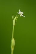 David Plant Photography - Wildlife Photography - Bog stitchwort - C
