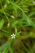 David Plant Photography - Wildlife Photography - Bog stitchwort - D